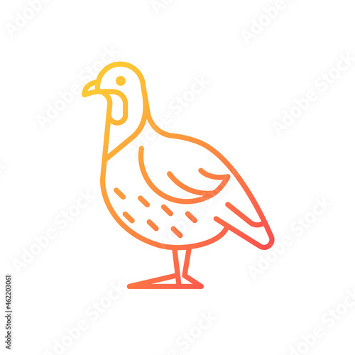 Partridge gradient linear vector icon. Small domestic fowl. Commercial poultry raising for food. Livestock husbandry. Thin line color symbol. Modern style pictogram. Vector isolated outline drawing