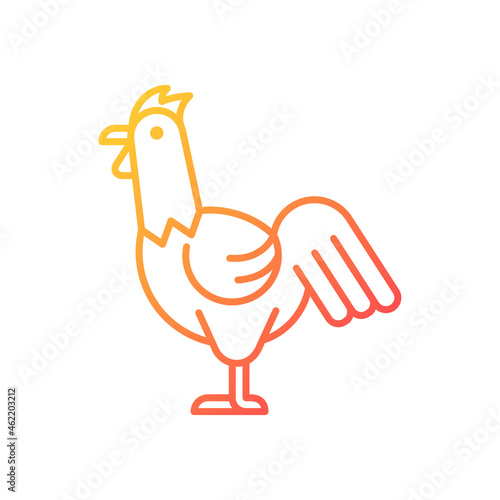 Rooster gradient linear vector icon. Cocks husbandry. Commercial chicken raising. Domestic landfowl. Young cockerel. Thin line color symbol. Modern style pictogram. Vector isolated outline drawing