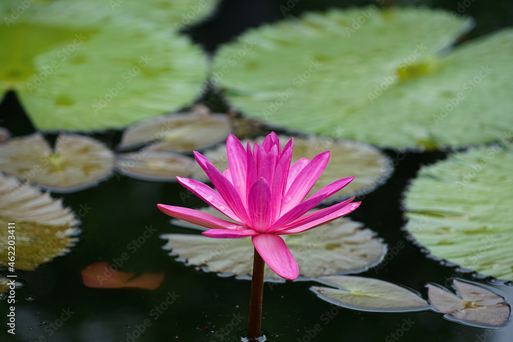 pink lotus flower in the pond pink lotus flower in the pond