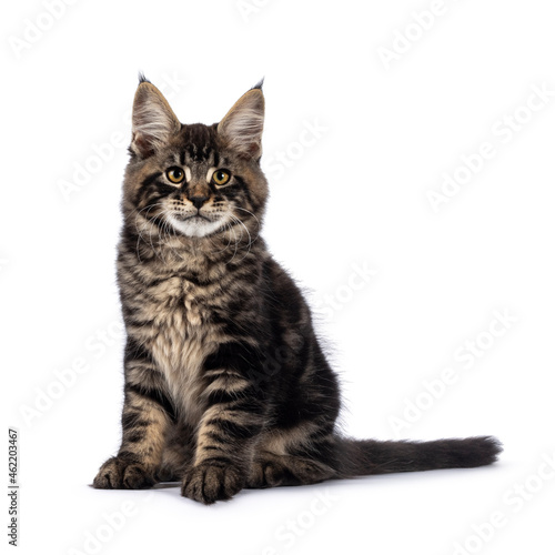 Impressive black tabby Maine Coon cat kitten, sitting up side ways. Looking towards camera with golden eyes. Isolated on a white background.