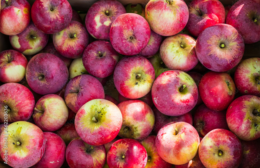 Natural background, ripe farm red apples in a box in the garden. Texture. Natural background, ripe farm red apples in a box in the garden. Texture.