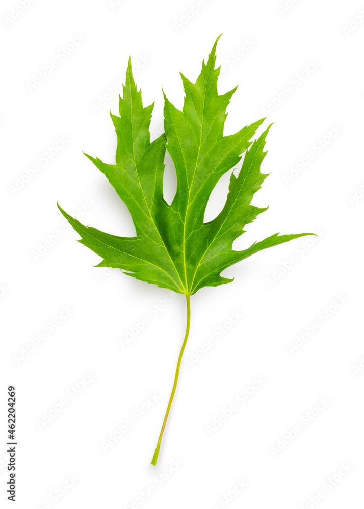 Isolated green maple leaf on white background Isolated green maple leaf on white background