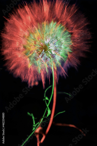 Two  macro colored dandelions isolated on black background. Red and green. Multiple exposure. Abstraction on a background.