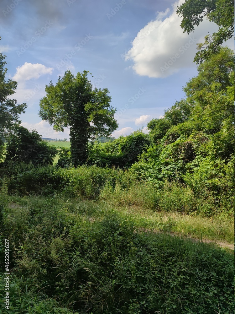 green forest and sky