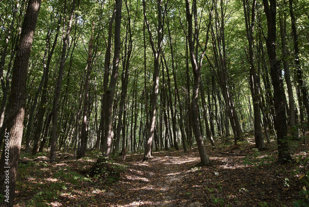 Fototapeta premium In the middle of evergreen forest in autumn. Getaway vacation into natural surrounding. Natural resort recreation and traveling. Hiking in the woods.Natural protection concept.