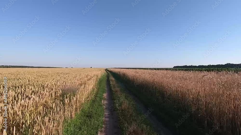 A walk in a field of ripe wheat. Quality video for your project A walk in a field of ripe wheat. Quality video for your project