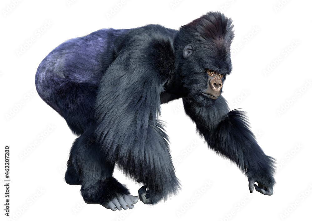 3D Rendering Black Gorilla Ape on White 3D Rendering Black Gorilla Ape on White