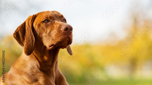 Beautiful hungarian vizsla dog portrait. Vizsla hunting dog lying down in a garden and looking to the side. Dog background.