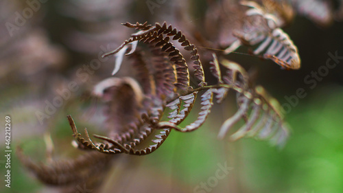 Macro d'une feuille de fougère torsadée, repliée sur elle-même, sur un fond verdoyant © Anthony