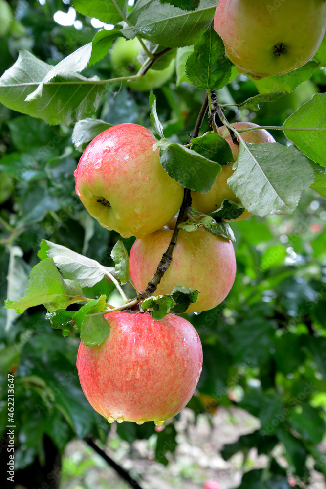 Rain drops on ripe apples in an orchard in autumn Rain drops on ripe apples in an orchard in autumn
