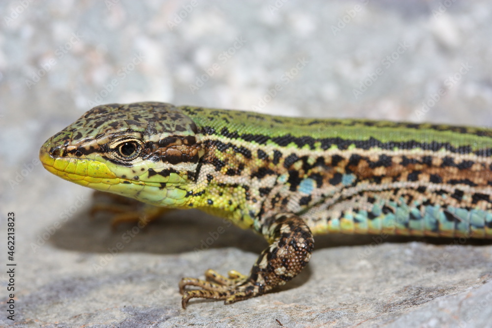 The Dalmatian wall lizard (Podarcis melisellensis) in natural habitat - head detail The Dalmatian wall lizard (Podarcis melisellensis) in natural habitat - head detail
