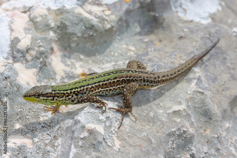 The Dalmatian wall lizard (Podarcis melisellensis) in natural habitat The Dalmatian wall lizard (Podarcis melisellensis) in natural habitat