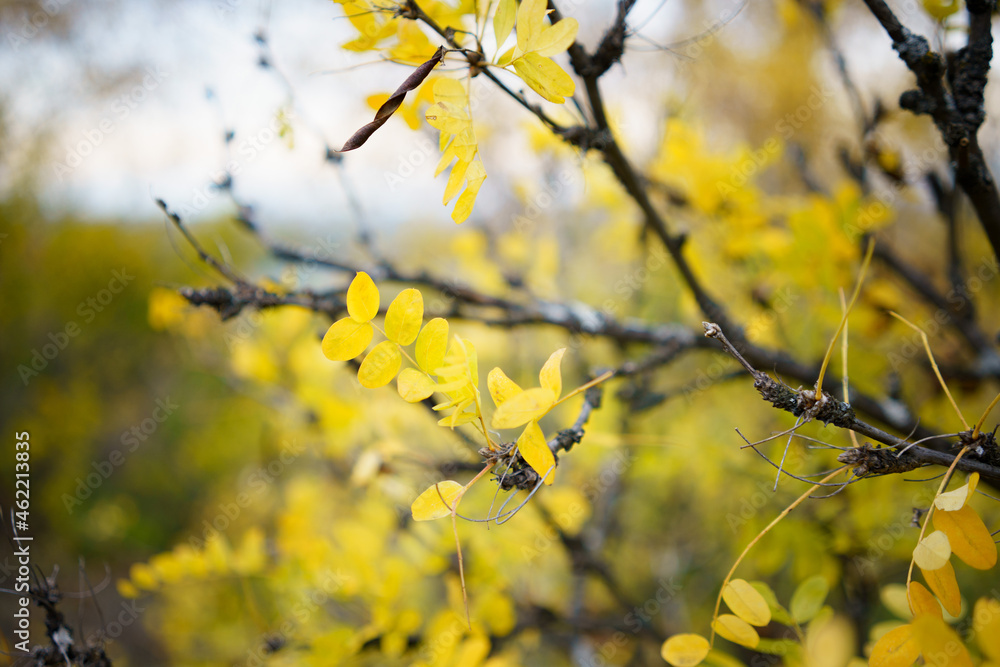 Some yellow leaves near the river Ob and houses Some yellow leaves near the river Ob and houses