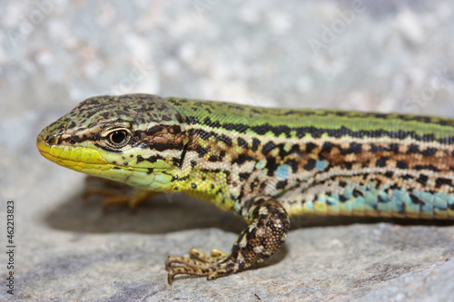 The Dalmatian wall lizard (Podarcis melisellensis) in natural habitat - head detail