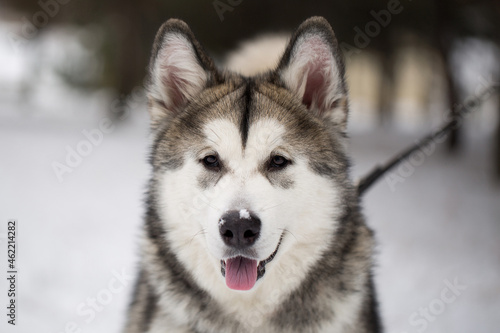 Dog Siberian husky in the winter in the woods.