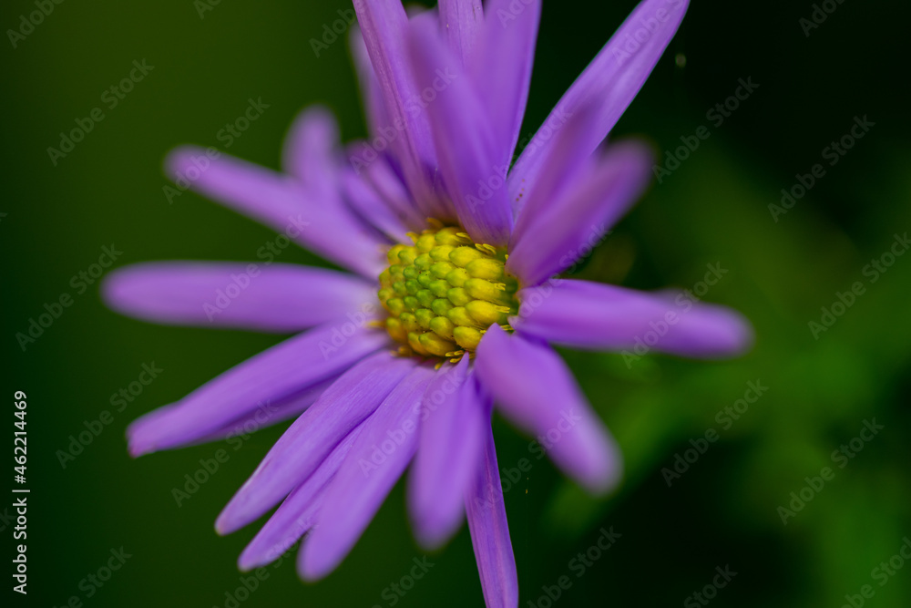 Fototapeta premium Fioletowe kwiaty