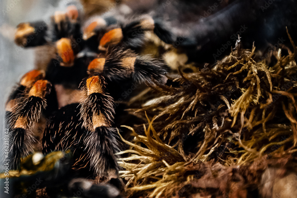 Large tropical Tarantula spider with fluffy paws in terrarium