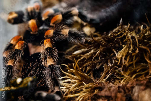 Large tropical Tarantula spider with fluffy paws in terrarium