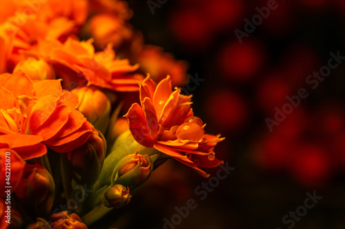 Kwiaty Kalanchoe dekoracja © Robert