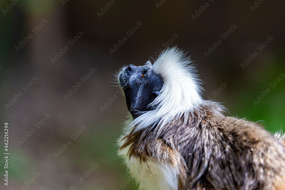 Naklejka premium Saguim imperador