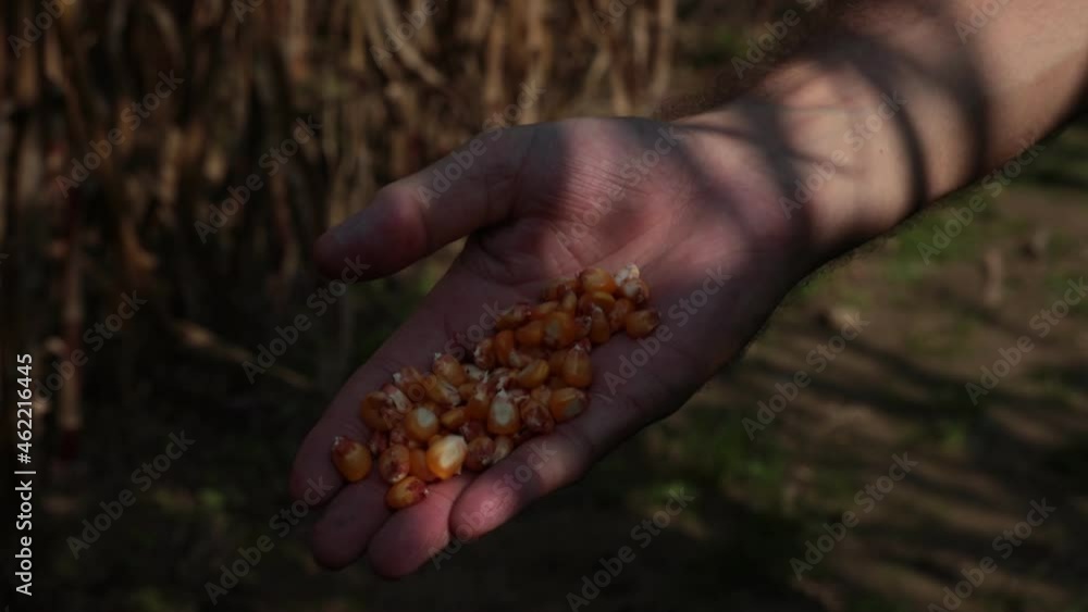 Farmer Holding corn in hand during harvest Farmer Holding corn in hand during harvest