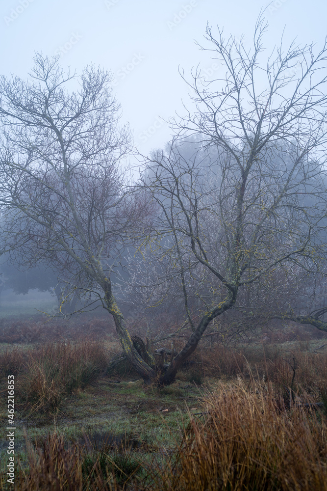 evergreen oak fallen in swamp in the middle of the field in morning with dense fog, tagamanent catalonia spain evergreen oak fallen in swamp in the middle of the field in morning with dense fog, tagamanent catalonia spain