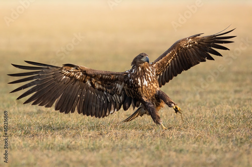 Immature white-tailed eagle, haliaeetus albicilla, with open wings on field. Young raptor landing on meadow in spring. Juvenile feathered predator standing on grassland.