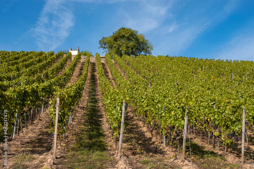 View into a vineyard near Rüdesheim / Germany in autumn with a small chapel in the background 