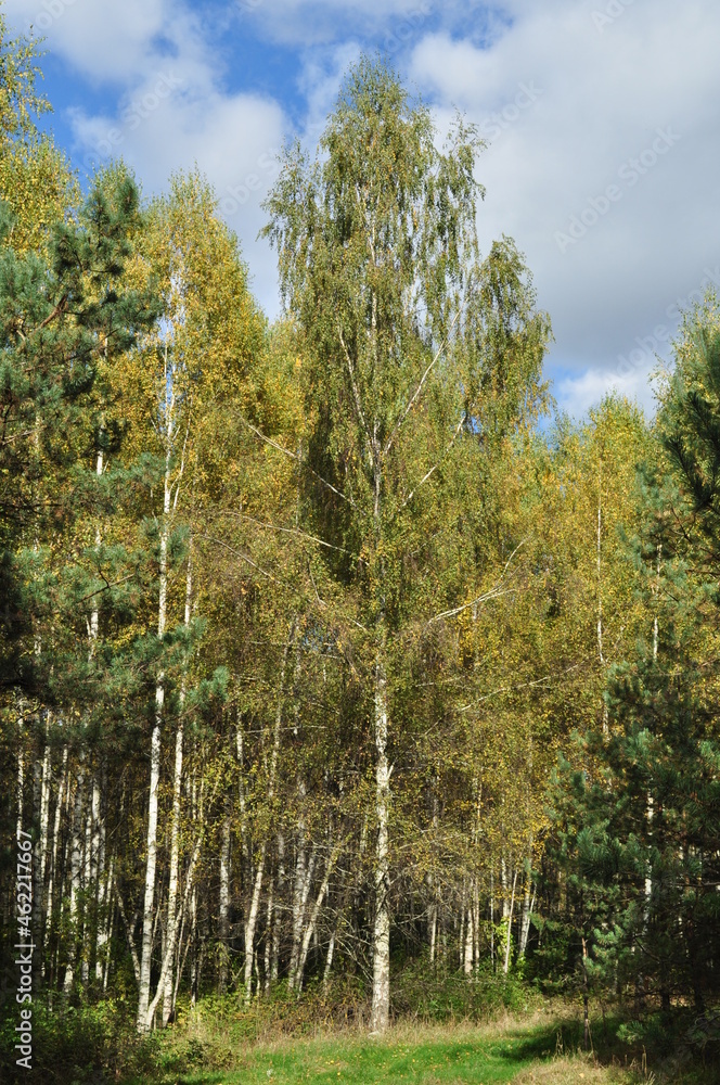 Fototapeta premium Large birch trees with yellow leaves on the branches. Autumn sunny day in the forest.