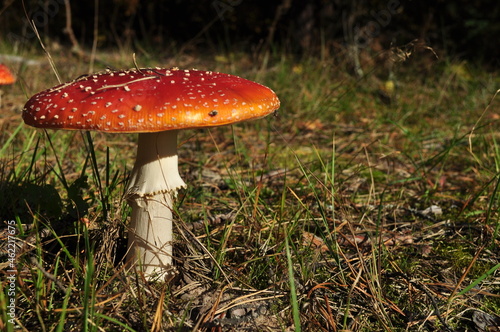 A large fly agaric on a blurred background of green grass. Background, texture, wallpaper.