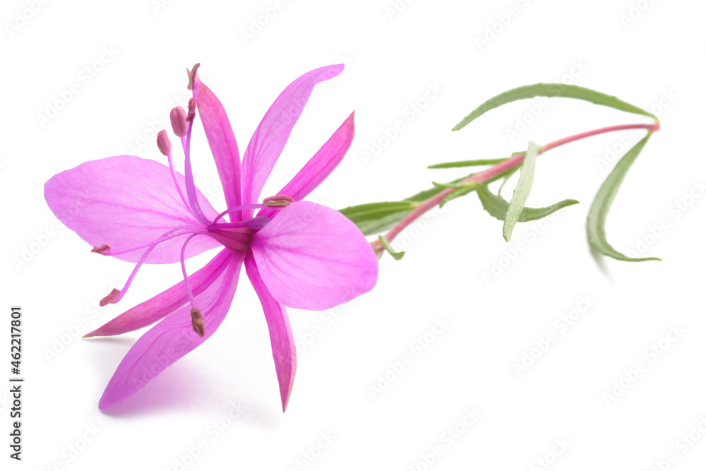 Pink Alpine willowherb flower
