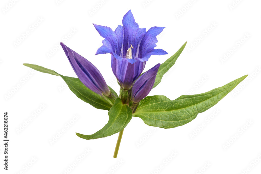 Fototapeta premium Willow gentian