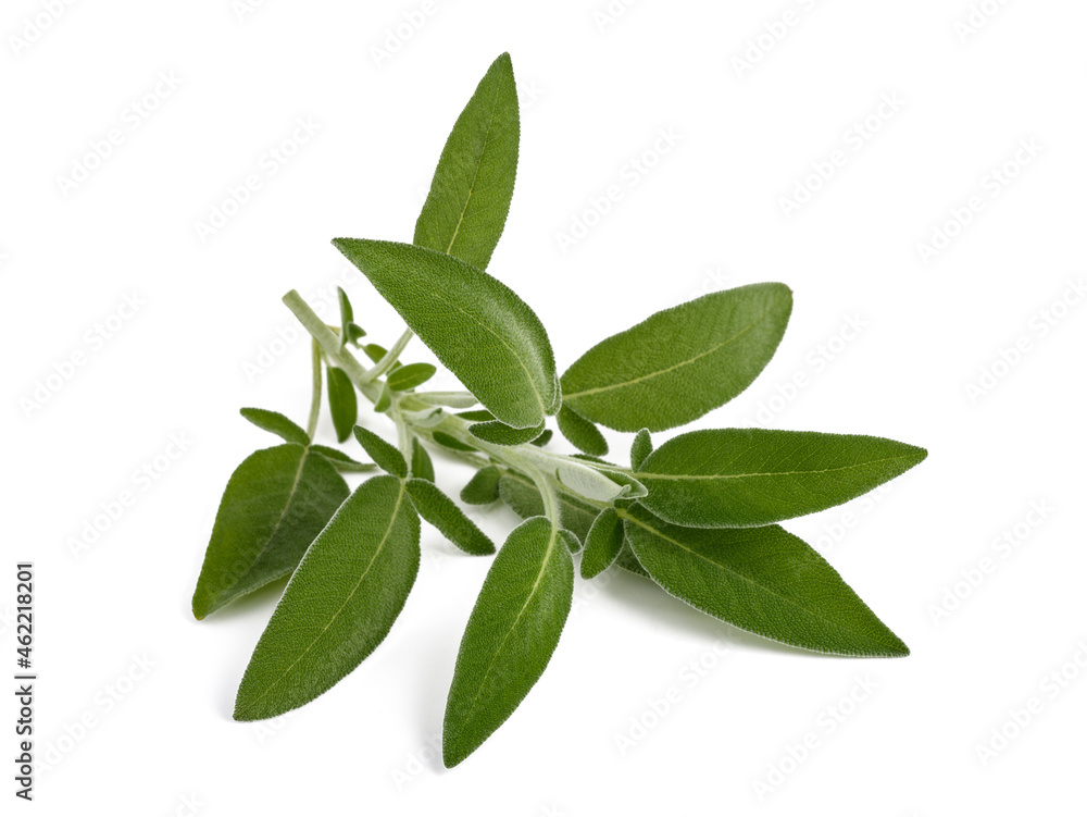 Fresh sage Fresh sage