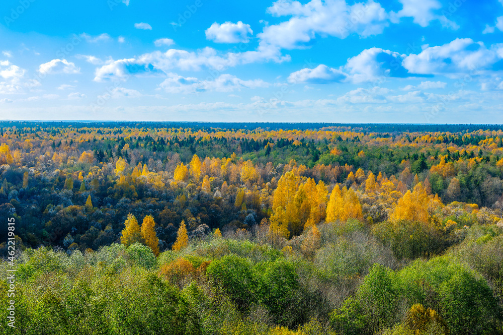 Autumn colored taiga forest, coniferous spruce, yellow foliage, top view. Panoramic aerial view. Bright autumn landscape.