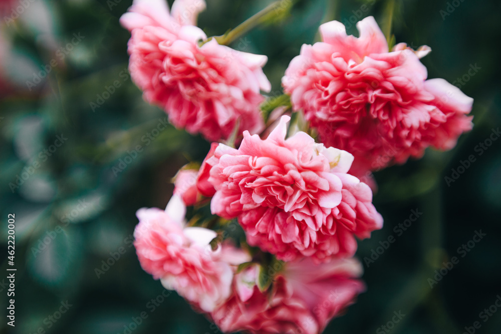 pink and white roses pink and white roses