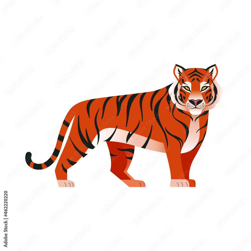 Tiger standing and looking straight. Orange striped tiger. Chinese symbol of the New Year 2022. Vector illustration of wild animal isolated on white 