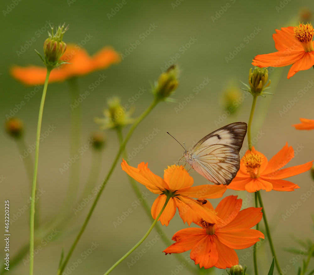 borboleta borboleta