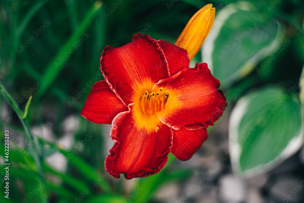 red daylilies flower red daylilies flower
