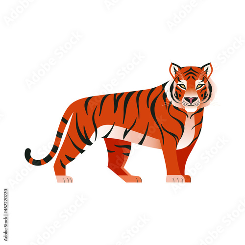 Tiger standing and looking straight. Orange striped tiger. Chinese symbol of the New Year 2022. Vector illustration of wild animal isolated on white 