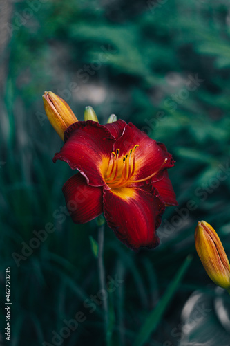 dark red daylilies  flower