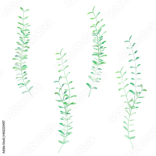 Illustration of a small leafy plant.