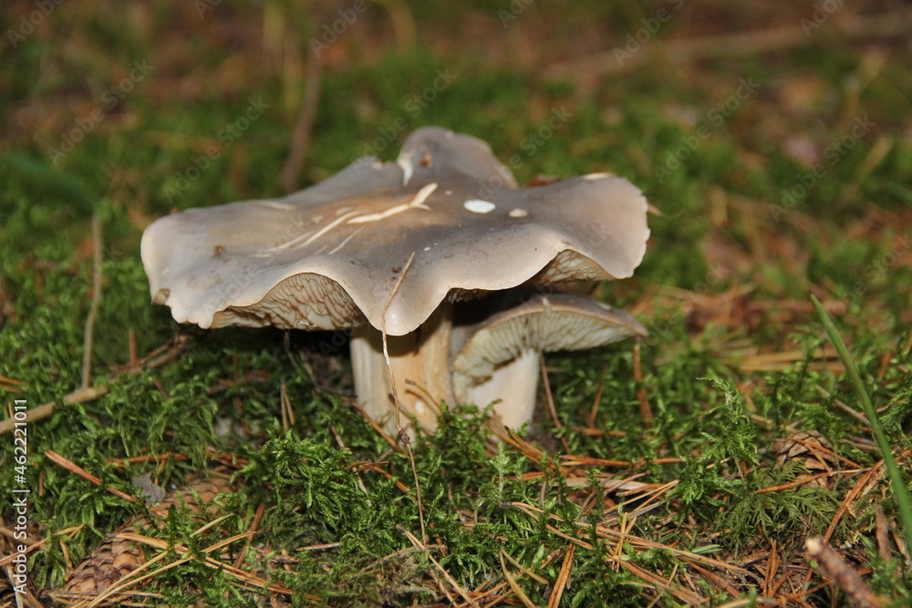 Fototapeta premium mushrooms in the forest