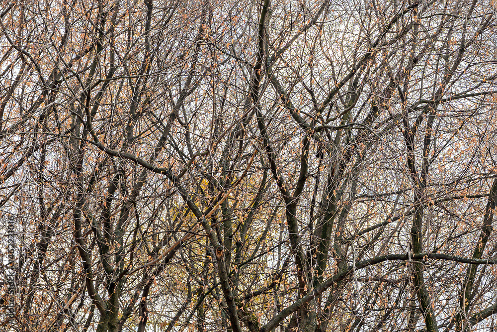Branches of deciduous trees on an autumn day Branches of deciduous trees on an autumn day