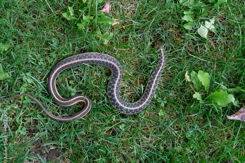 Snake on green grass