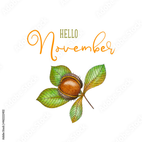 Hello November vector chestnut template pencil hand drawing, design for banner, greeting card or print. Vector illustration