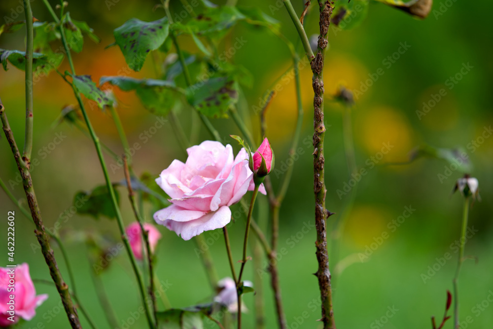 Close-up of pink rose flower head at autumn day. Photo taken September 22nd, 2021, Zurich, Switzerland. Close-up of pink rose flower head at autumn day. Photo taken September 22nd, 2021, Zurich, Switzerland.