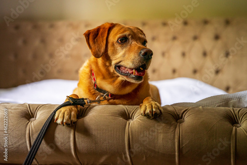 Pies labrador leży na kanapie, głowa zwrócona w bok od kamery.