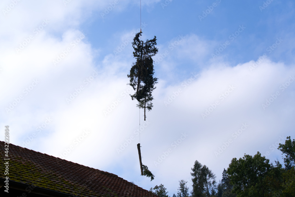 Tree up in the air hanging on a rope of a transport helicopter with cloudy sky background on an autumn morning. Photo taken September 22nd, 2021, Zurich, Switzerland. Tree up in the air hanging on a rope of a transport helicopter with cloudy sky background on an autumn morning. Photo taken September 22nd, 2021, Zurich, Switzerland.