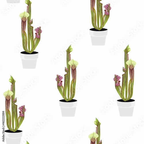 Potted tropical Sarracenia in Flowerpot seamless pattern. Domestic Tropical Decorative plant Sarracenia with open trap. Graphic Design Elements Isolated on white Background. 