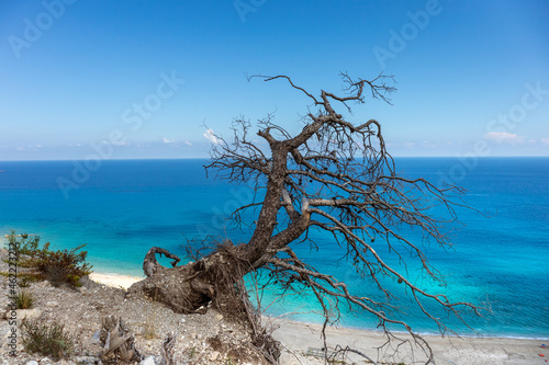Dry tree on cliffs near sunny sea shore on a bright clear blue day in Greece. Gialos pebble beach with turquoise water and clear blue sky, Lefkada island, Ionian sea coast © Kathrine Andi